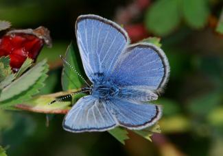 Glaucopsyche Lygdamus - Silvery Blue 