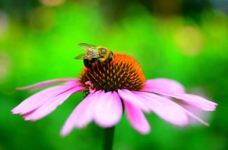 Bumble bee and flower