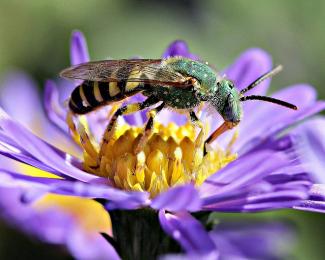 Sweat Bee