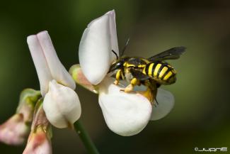 Anthidium