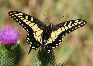 Papilio Zelicaon - Anise Swallowtail
