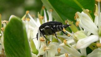 tumbling-flower beetle