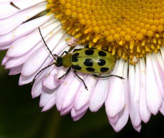 Diabrotica undecimpunctata