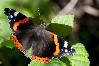 Vanessa Atalanta - Red Admiral  