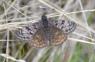 Erynnis Propertius - Propertius Dusky Wing  