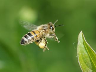 Apis mellifera