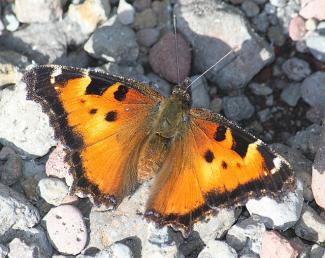 Nymphalis Californica - California Tortoiseshell  