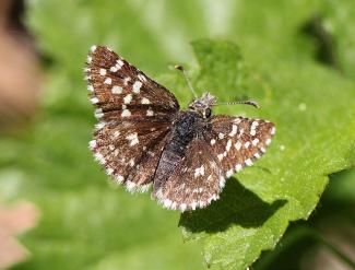 Pyrgus Ruralis - Two-banded Checkered Skipper  