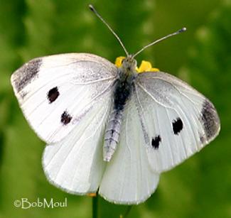  Pieris Rapae - Cabbage White 