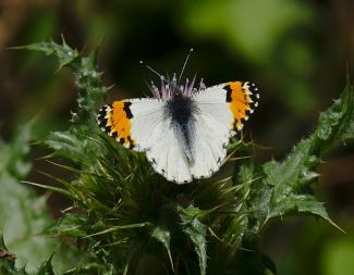 Anthocharis Sara - Sara’s Orange Tip