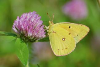  Colias Eurytheme - Orange Sulfur 