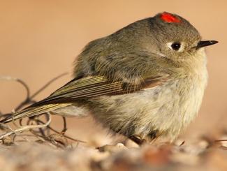 Ruby Crowned Kinglet 