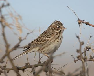 Song Sparrow