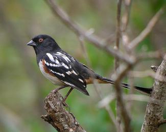 Spotted Towhee 