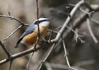Red Breasted Nuthatch 