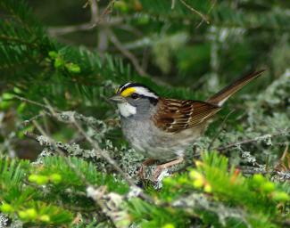 White Throated Sparrow 