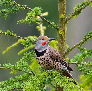 Northern Flicker 