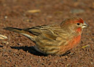 House Finch