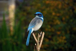 Western Scrub Jay 