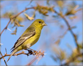 Lesser Goldfinch 