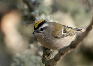 Golden Crowned Kinglet 