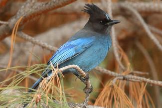 Stellars Jay	