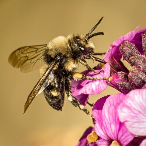 Cuckoo Digger Bees Urban Garden Ecology