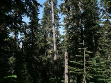 Abies Grandis - Grand Fir