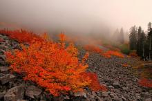 Acer circinatum - Vine Maple