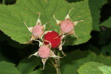 Rubus Parviflourus - Thimbleberry
