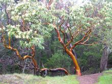 Arbutus menziesii - Pacific Madrone