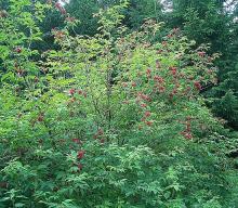 Sambucus Racemosa – Red elderberry 