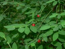 Vaccinium Parvifolium - Red Huckleberry
