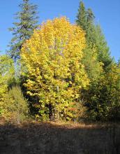 big leaf maple genus