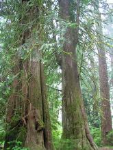 Thuja Plicata - Western Red Cedar