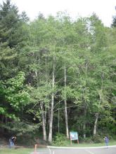 Alnus rubra - Red alder