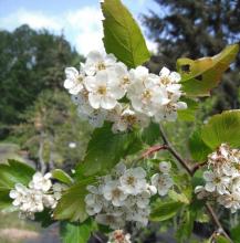 Native Hawthorn - Crataegus Douglasii