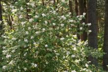 Philadelphus Lewisii- Mock orange