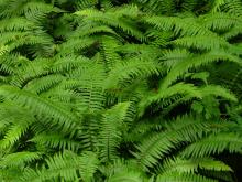 Polystichum Munitum - Sword Fern