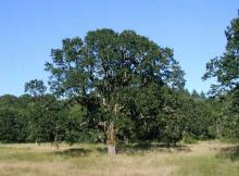 Quercu Garryana - Oregon White Oak
