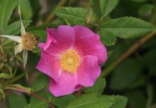 Rosa Nutkana & Rosa Gymnocarpa – Native Rose