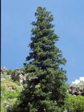 Pseudotsuga Menziesii - Douglas-Fir