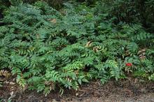 Mahonia Nervosa - Oregon Grape