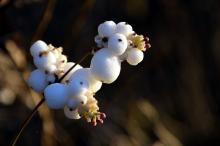Symphoricarpos Albus - Snowberry