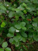 Gaultheria Shallon - Salal